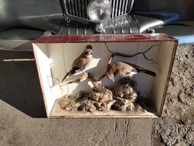 Lot 426 - JAYS IN A WOODEN CASE
